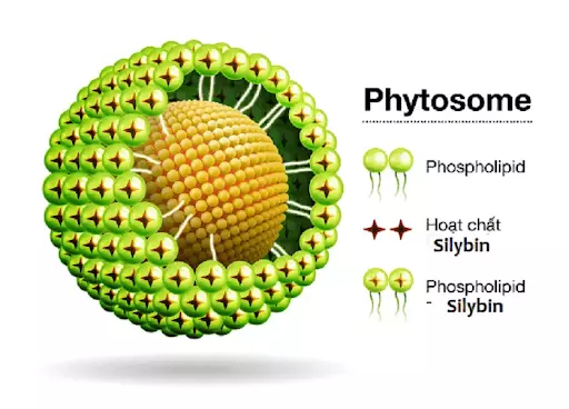 phuc-hop-silybin-phospholipid-cho-tác-dung-huong-trung-dich-mang-lai-hieu-qua-vuot-troi.webp